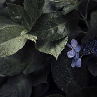 雨露に濡れたアジサイの花と葉の写真