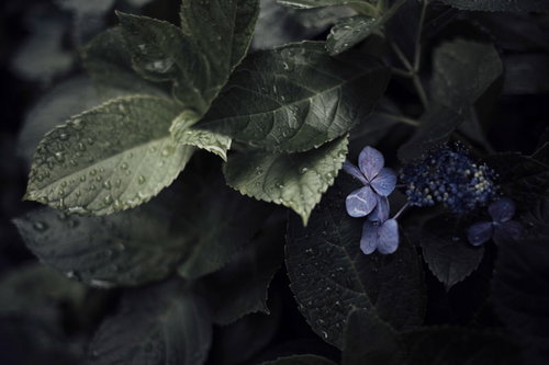 雨露に濡れたアジサイの花と葉