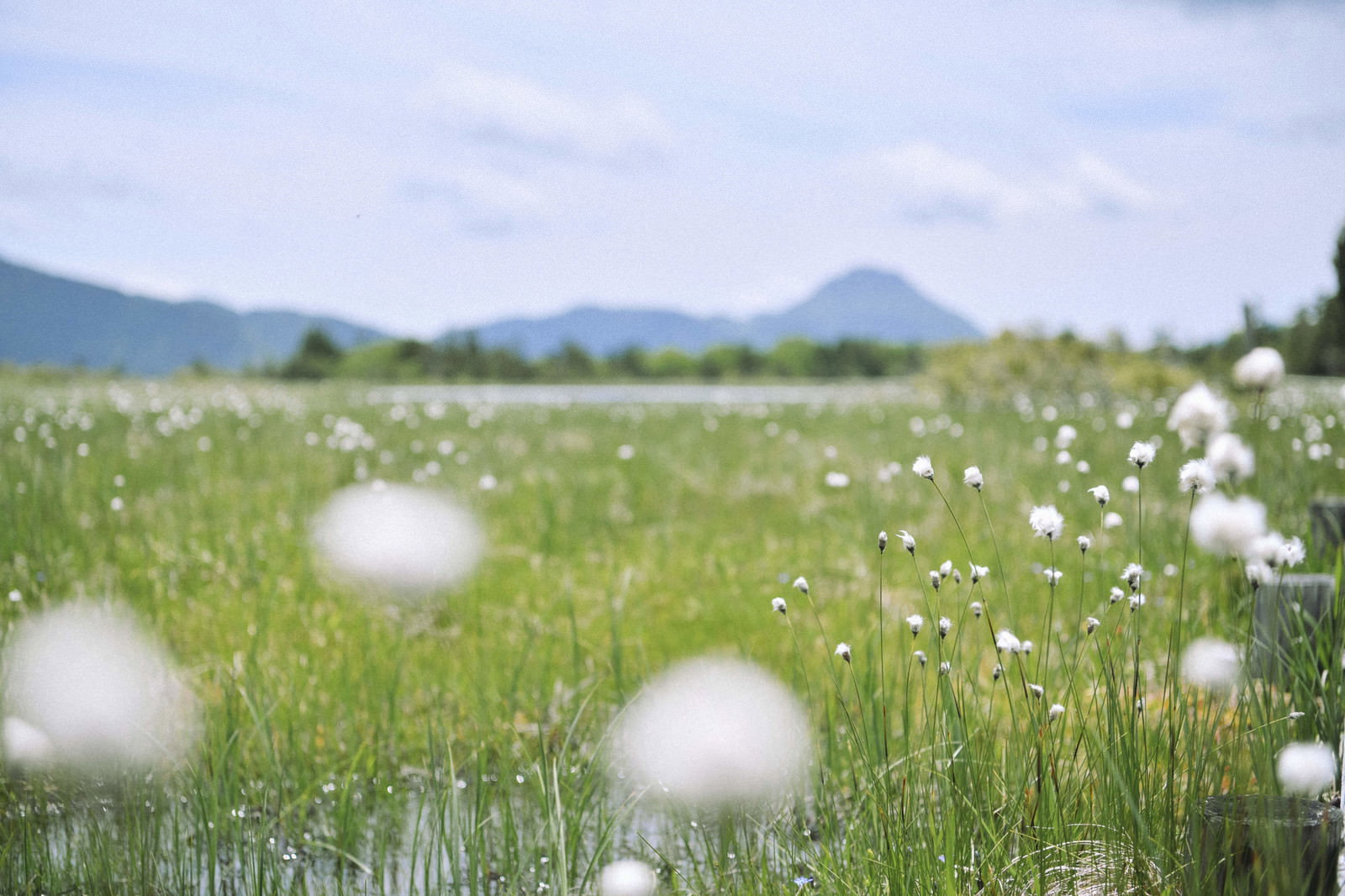 緑の湿原に白い綿毛のようなワタスゲが群生する鬼怒沼の風景