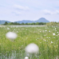 鬼怒沼の湿原に群生するワタスゲの綿毛と山々の景観の写真