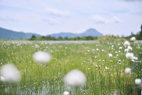 鬼怒沼の湿原に群生するワタスゲの綿毛と山々の景観