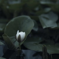 暗がりに白く浮かび上がるハスのつぼみ、緑の葉に囲まれての写真