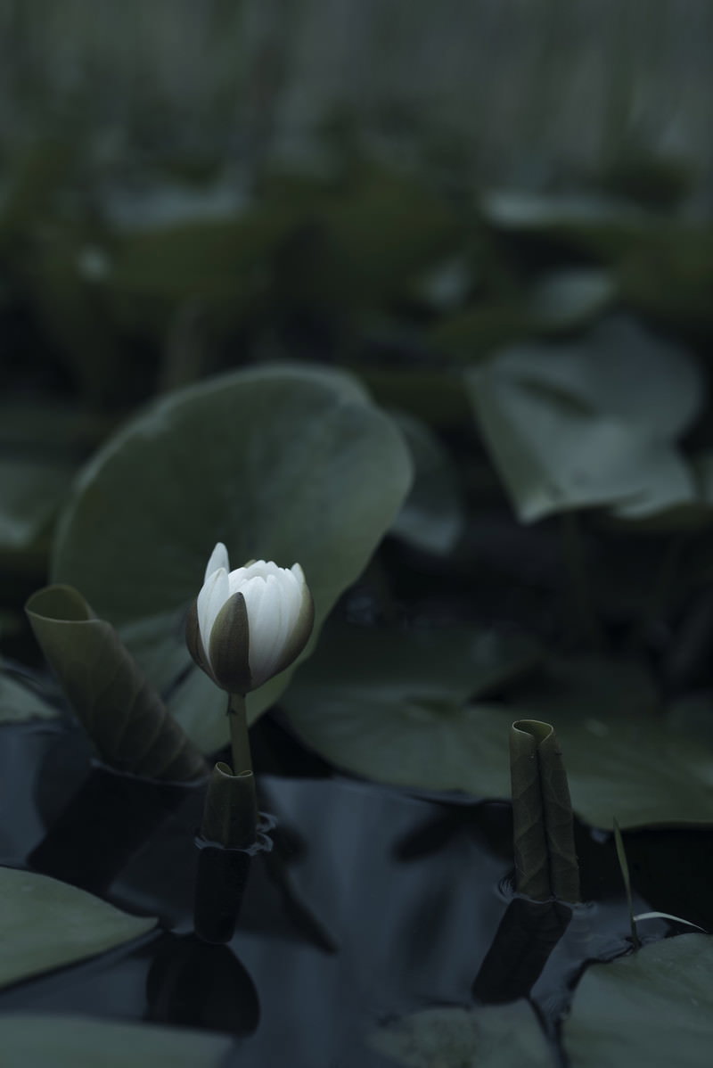 暗い背景の中で白いハスのつぼみが葉に囲まれて浮かび上がっている