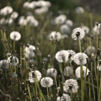 キラキラ光るタンポポ群生の写真