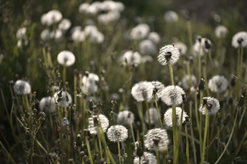 キラキラと輝くタンポポの群生と綿毛が風に揺れる野原