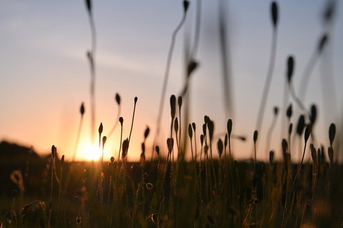 夕焼け空に逆光で浮かぶケシの実のシルエット