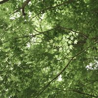 優しい木漏れ日に輝く新緑の青もみじ。初夏の森林の写真