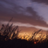 土手の雑草のシルエット越しに上がりゆく太陽と夕焼け空の写真