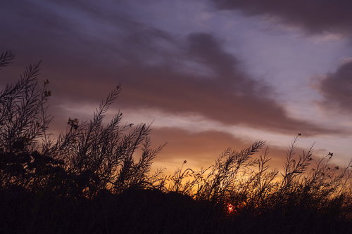 土手の雑草のシルエット越しに上がりゆく太陽と夕焼け空