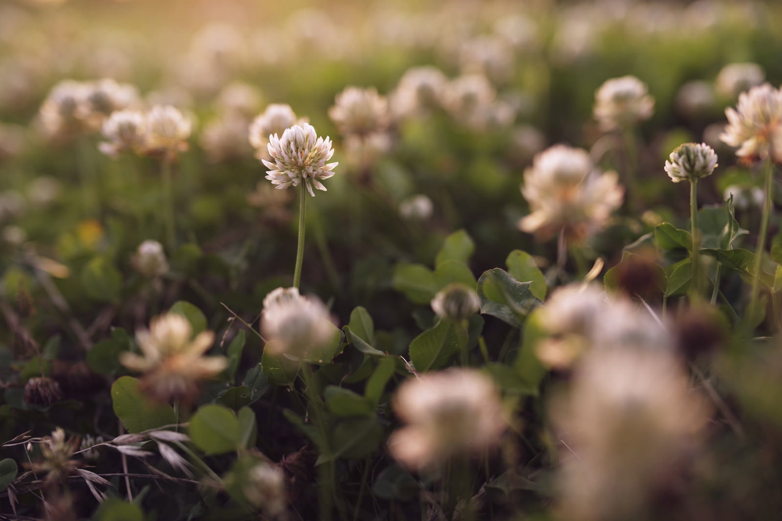 夕焼けの光に照らされた白いシロツメクサの花が温かな色合いで撮影された写真