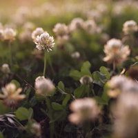 夕日で優しい色に染まるシロツメクサの草花の写真