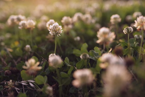 夕日で優しい色に染まるシロツメクサの草花