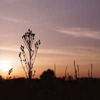 夕焼け空に立つキツネアザミの枯れ茎と秋の野草の写真