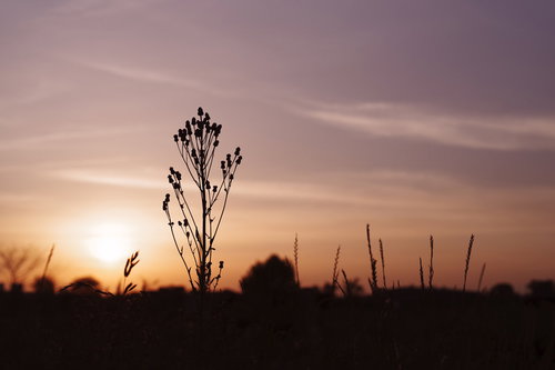 夕焼け空に立つキツネアザミの枯れ茎と秋の野草