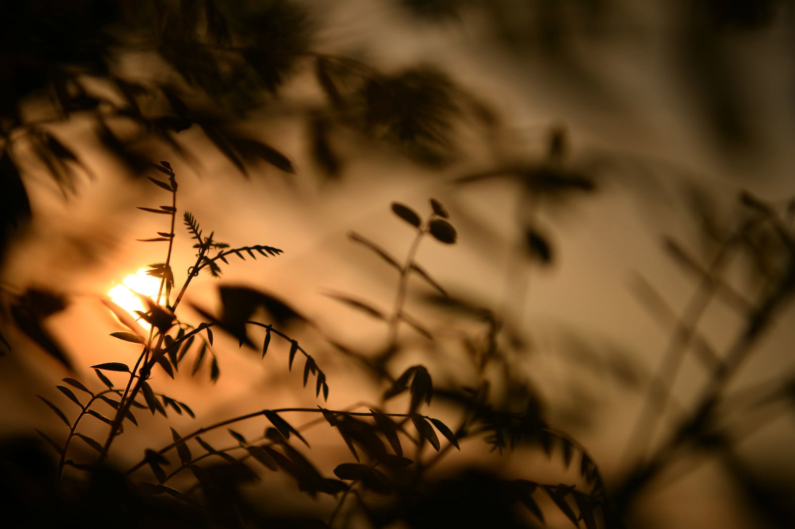 夕日を背景に浮かぶ草の新芽のシルエット