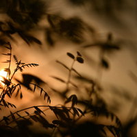夕日に浮かぶ新芽のシルエットの写真