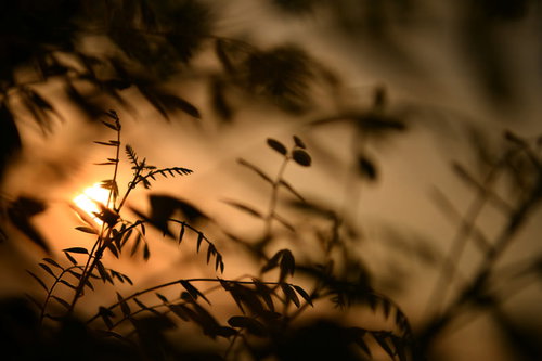 夕日に照らされた新芽の逆光シルエット