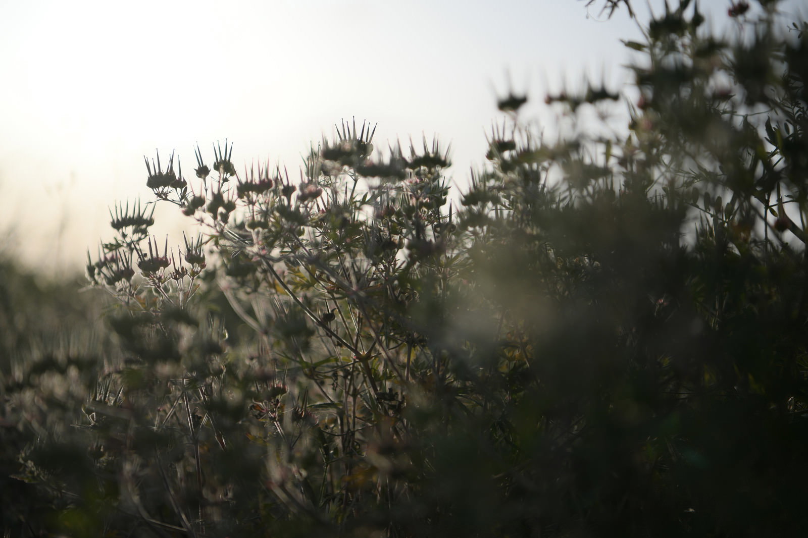 夕日を背景に暗くシルエット化した王冠のようなとげ状の花をつけた野草が群生する