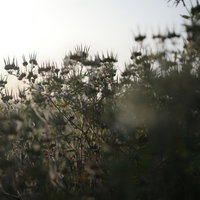 夕日にてらされた王冠のような野草の群生と逆光シルエットの写真