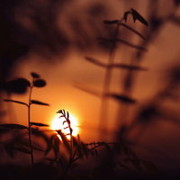 夕日に浮かび上がる新芽のシルエットの写真