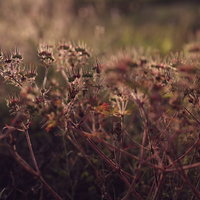 夕日に赤く染まる王冠のような形の野花が咲く雑草の叢の写真