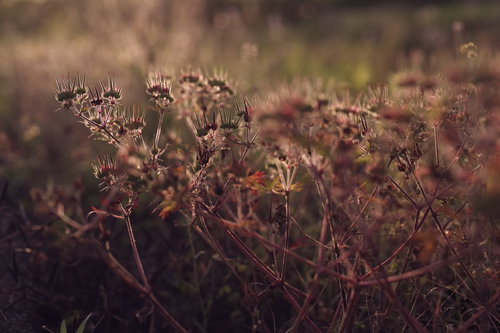 夕日に赤く染まる王冠のような形の野花が咲く雑草の叢