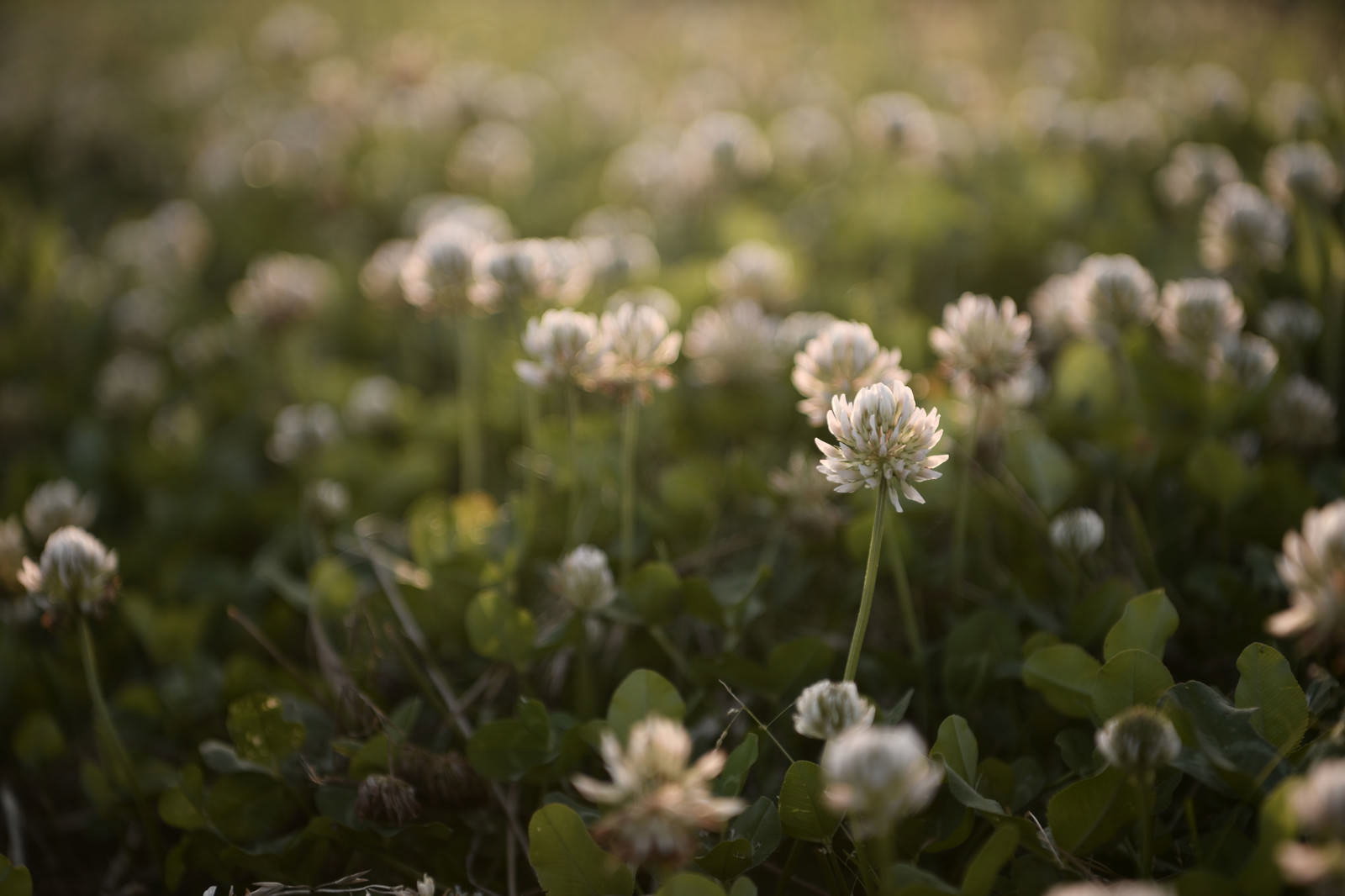 夕日の暖かい光に照らされて咲くシロツメクサの花