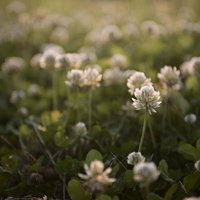 夕日に照らされたシロツメクサの草原の写真