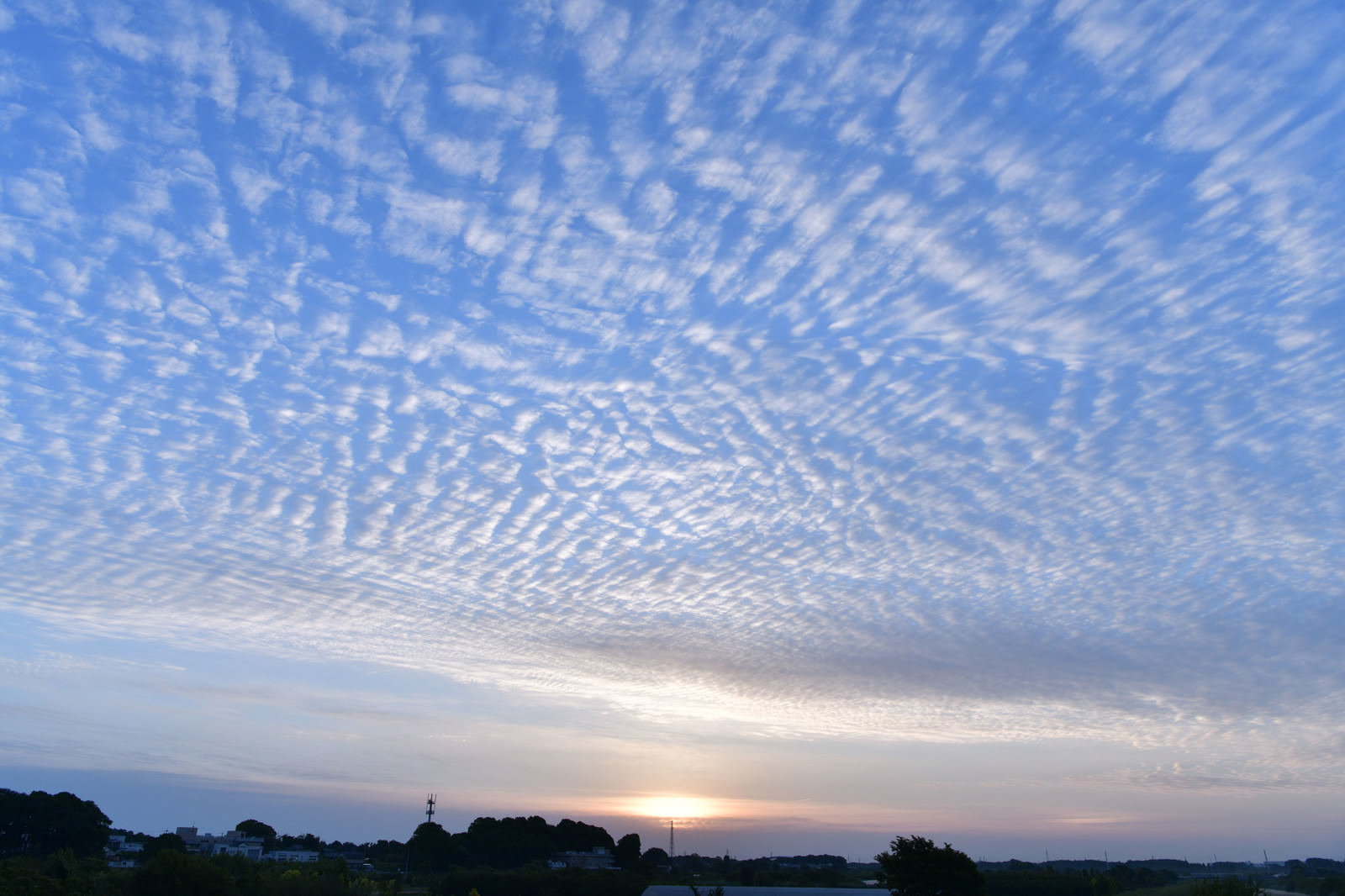 夕暮れの空に広がるうろこ雲が太陽の光でオレンジ色に染まっている様子