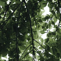 小さな実をつけた春の若葉に差し込む木漏れ日の逆光の写真