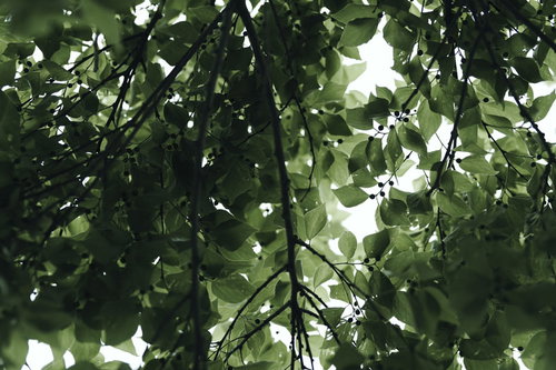 小さな実をつけた春の若葉に差し込む木漏れ日の逆光