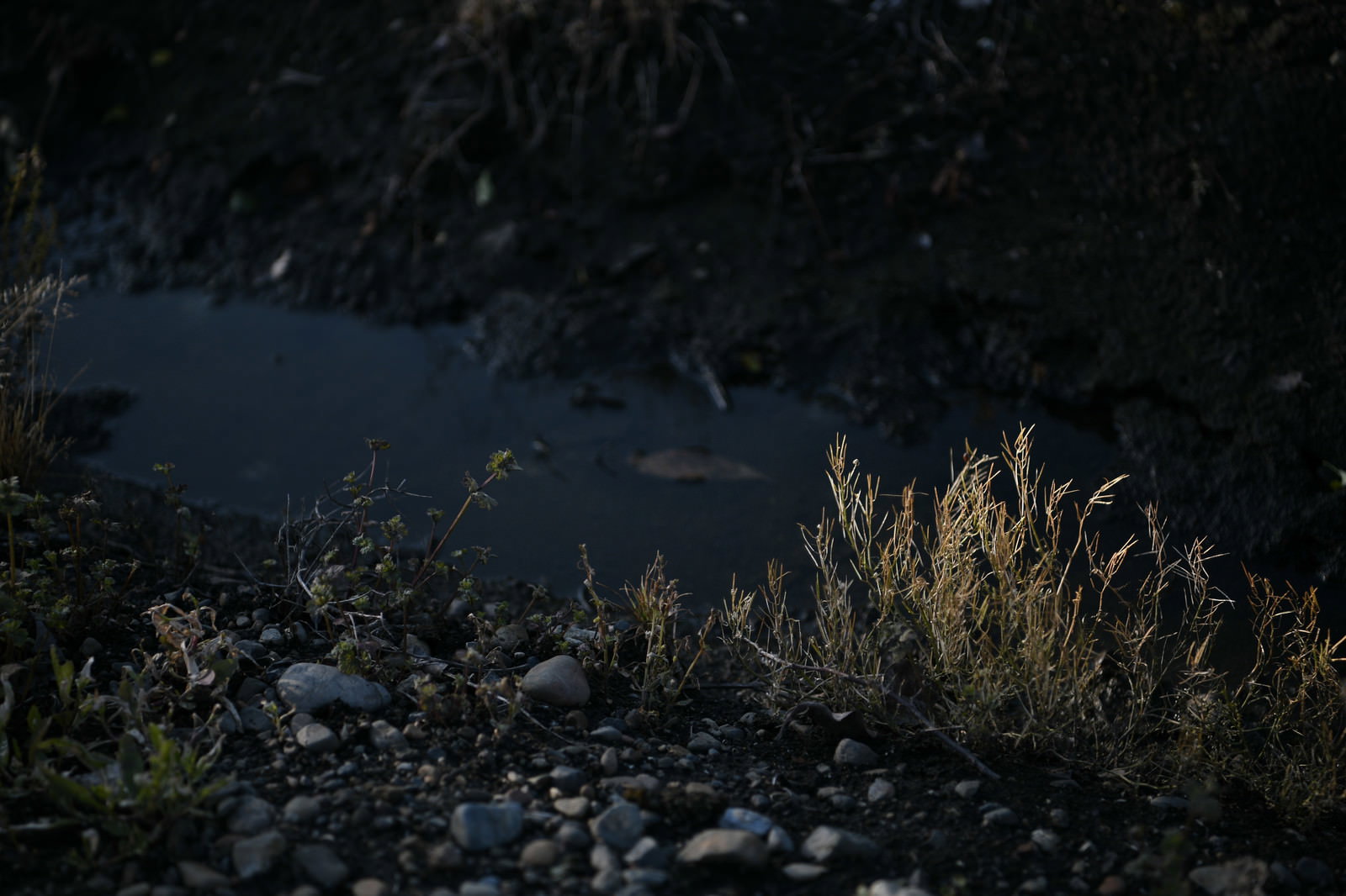 斜光に照らされた畑脇の道端に生える雑草と水溜り