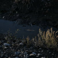 斜光に浮かび上がる畑脇の雑草と水溜りの道端風景の写真