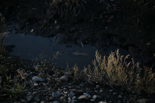斜光に浮かび上がる畑脇の雑草と水溜りの道端風景