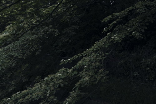 暗がりに浮かび上がるミズキの葉 - 庭木の陰影表現