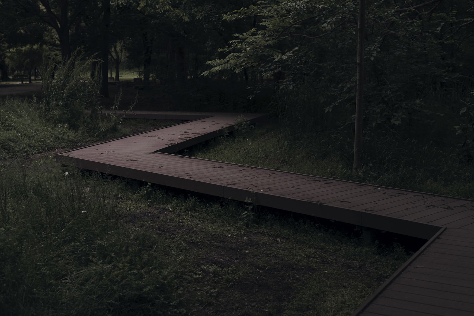 Wooden walkway emerging from the darkness of the forest