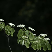 暗がりに浮かぶミズキの白い花序と新緑の葉の写真