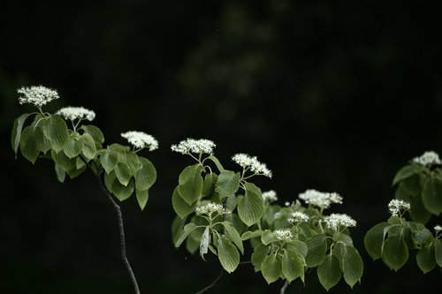 暗がりに浮かぶミズキの白い花序と新緑の葉