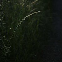 暗がりに光る麦のような草の写真