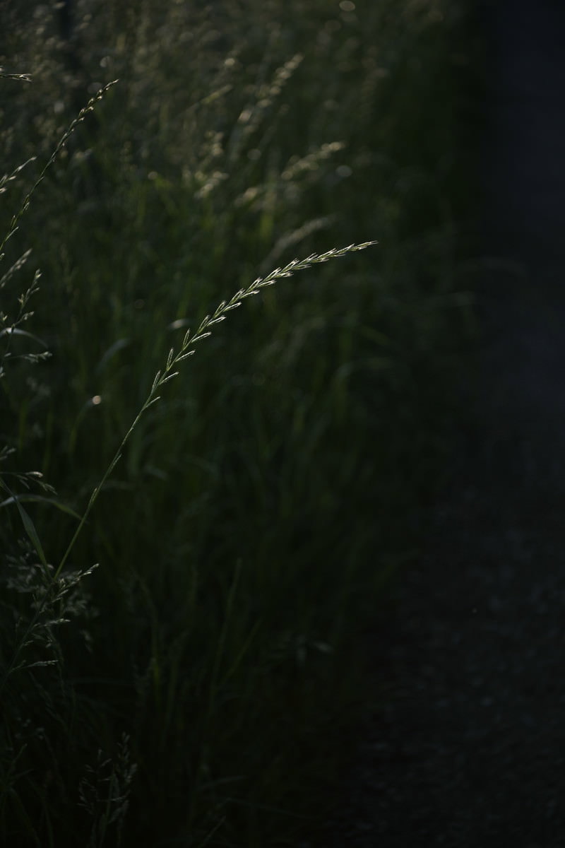 暗がりで逆光に光る草の穂