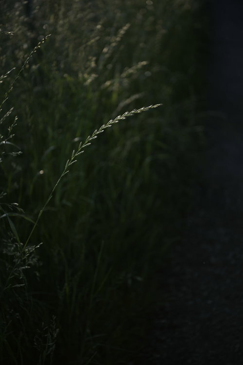 暗がりの中で逆光で光るイネ科の麦のような草の叢