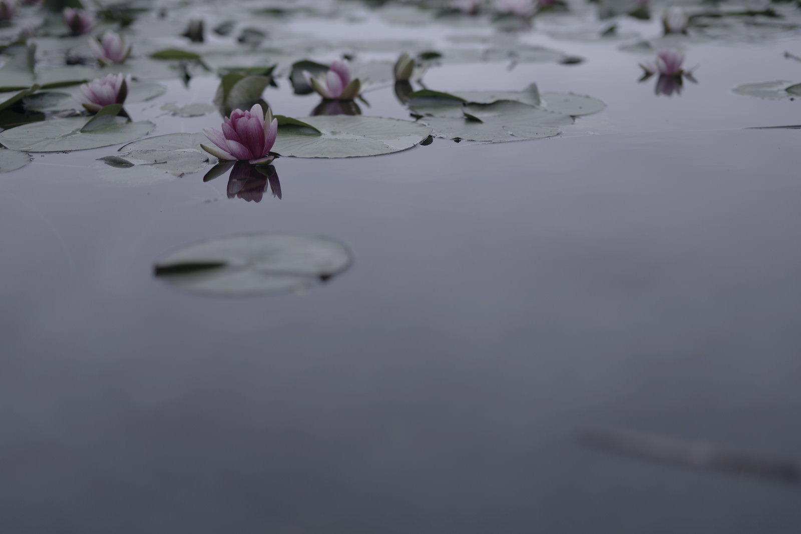 曇天の下、静かな水面に咲くピンク色のハスの花