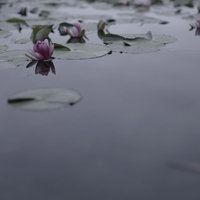 曇天の下、静かな水面に咲くピンク色のハスの写真