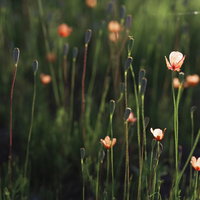 朝日の逆光に浮かび上がるケシ科の花のシルエットの写真