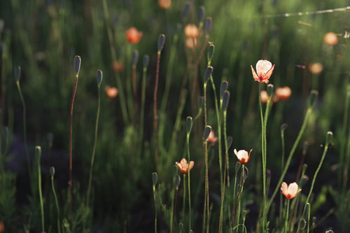 朝日の逆光に浮かび上がるケシ科の花のシルエット