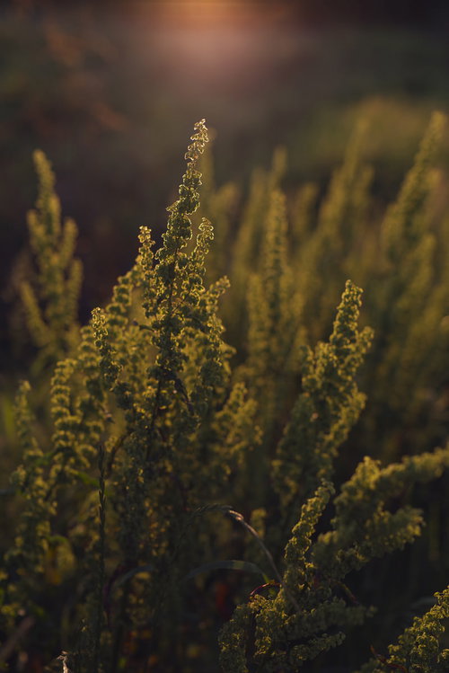 朝日の逆光に輝くセイタカアワダチソウの穂状花序