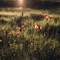 朝日に輝く赤いヒナゲシが咲く草原の春景色の写真