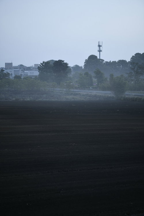 朝霧の中、農地の奥に立つ鉄塔と電線が描く風景
