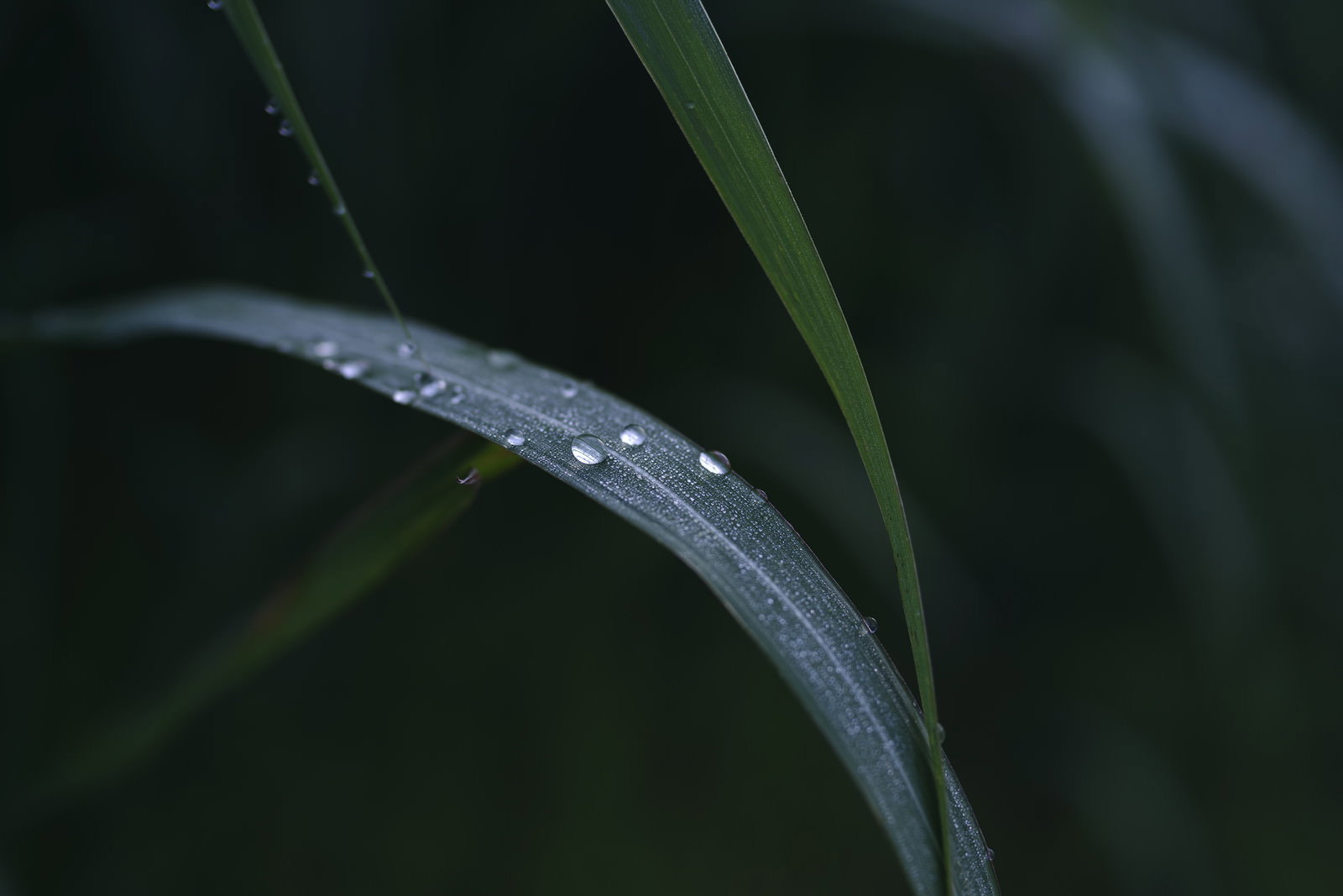 朝露の水滴が葉の表面に美しく並んでいる緑の葉のクローズアップ