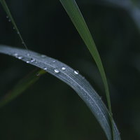 朝露に濡れる草の葉に着く水滴のクローズアップの写真